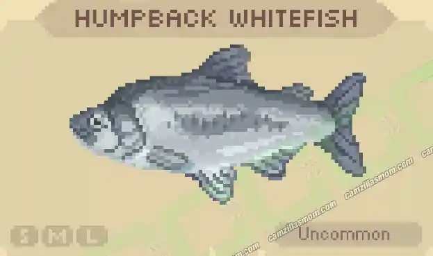 Humpback Whitefish - Cast n Chill › camzillasmom.com Humpback Whitefish Cast n Chill | camzillasmomcom