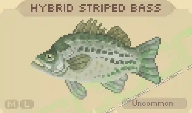 Hybrid Striped Bass - Cast n Chill › camzillasmom.com Hybrid Striped Bass Cast n Chill | camzillasmomcom