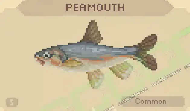 Peamouth - Cast n Chill › camzillasmom.com Peamouth Cast n Chill | camzillasmomcom