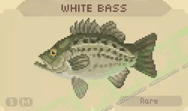 White Bass - Cast n Chill › camzillasmom.com White Bass Cast n Chill | camzillasmomcom